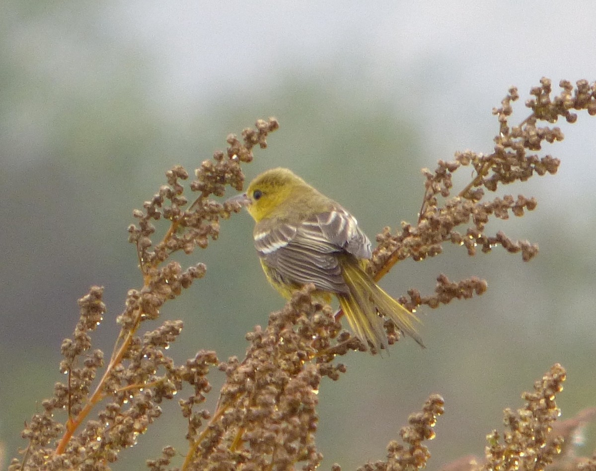 Orchard Oriole - ML609728423