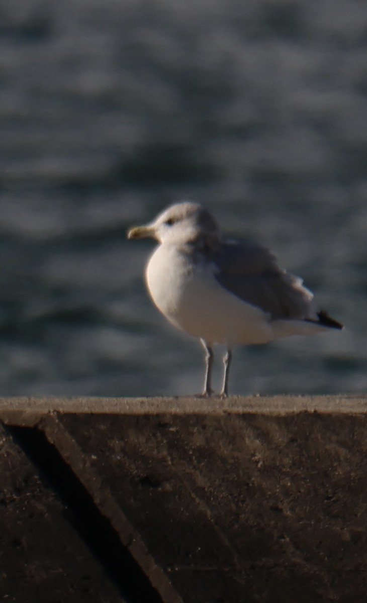 Gaviota Argéntea - ML609728451