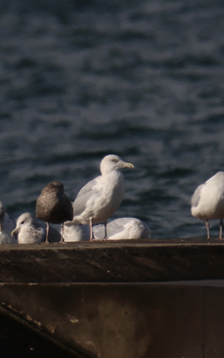 Gaviota Argéntea - ML609728452