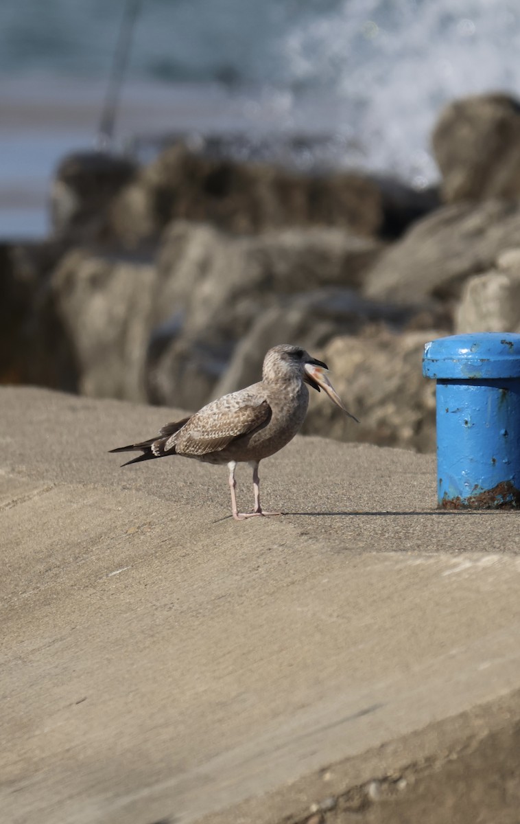 Gaviota Argéntea - ML609728455