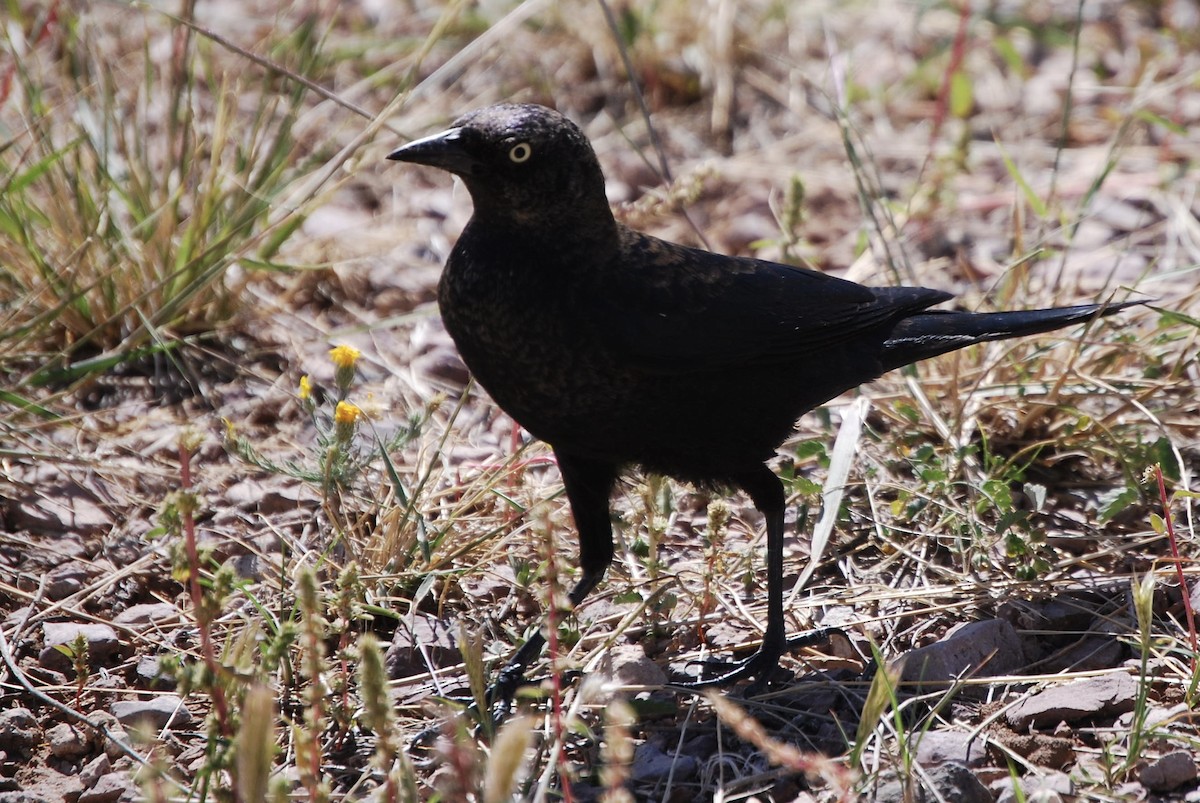 Brewer's Blackbird - Dana Parsons