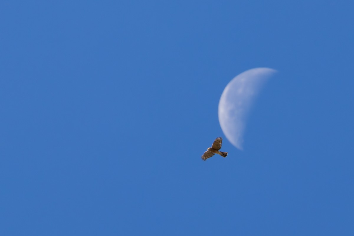 Sharp-shinned Hawk - ML609728489