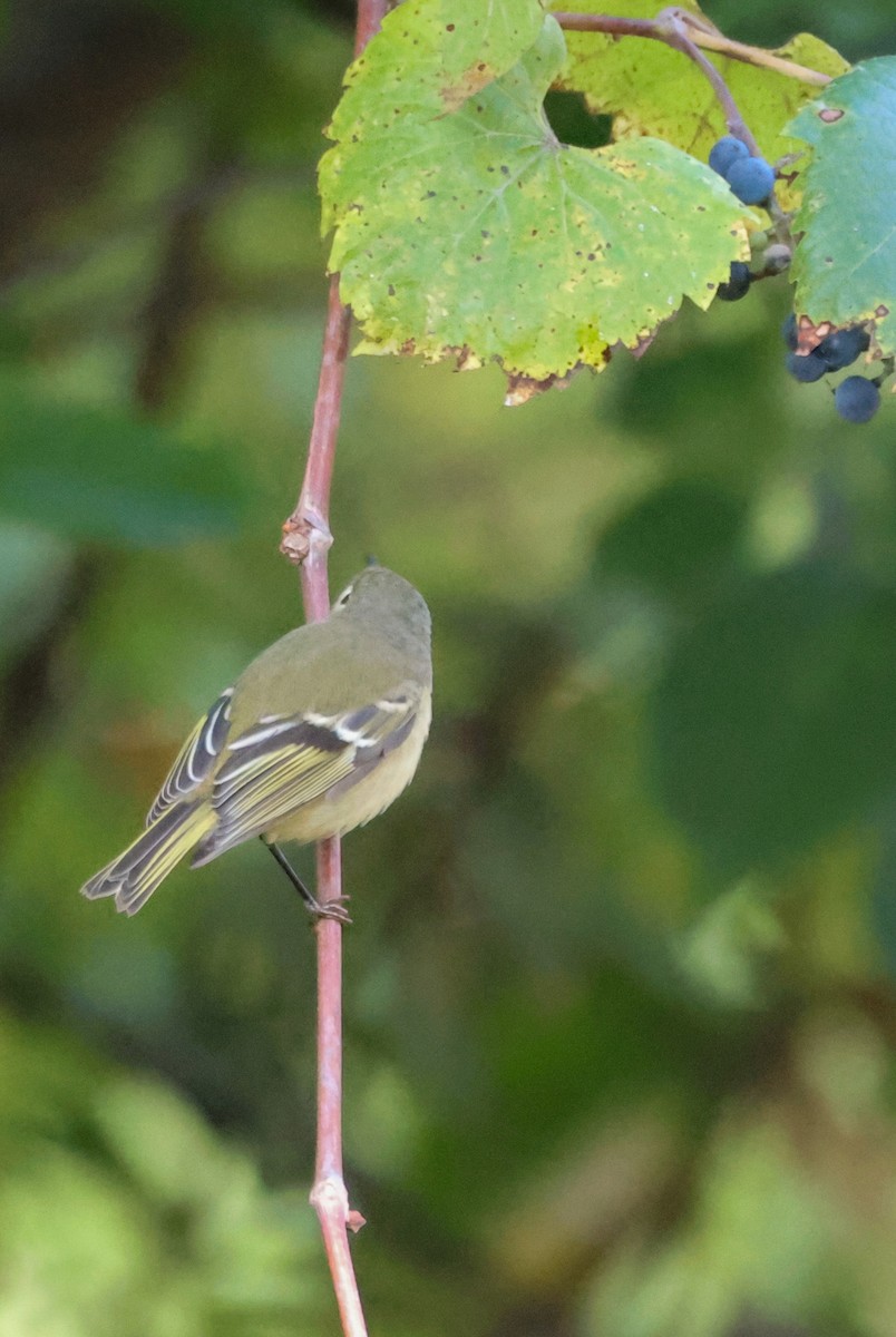 Ruby-crowned Kinglet - ML609728495