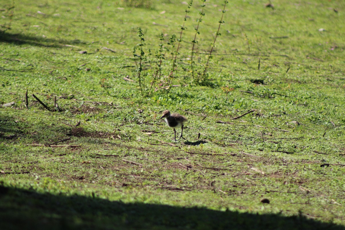 Southern Lapwing - ML609728535