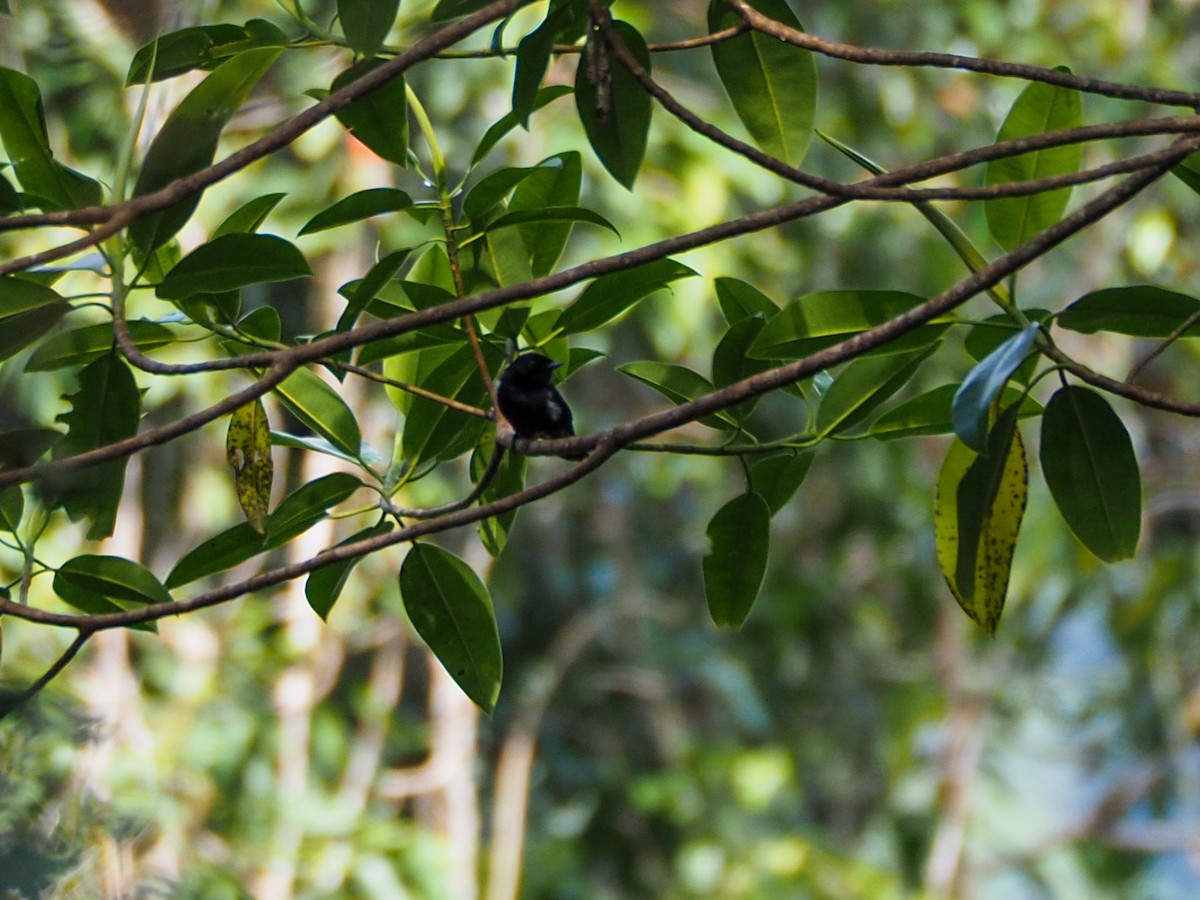 Fan-tailed Monarch - Anonymous