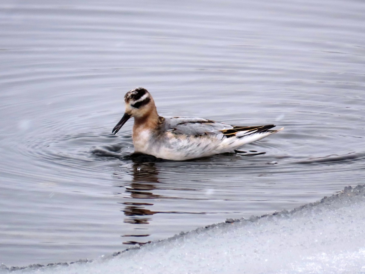 Red Phalarope - Gerald Frost