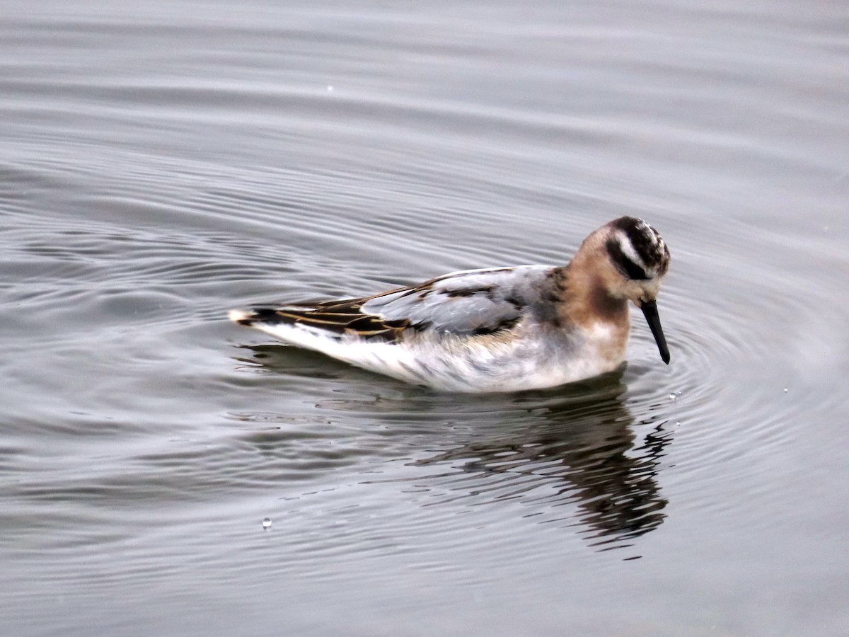 polarsvømmesnipe - ML609728563