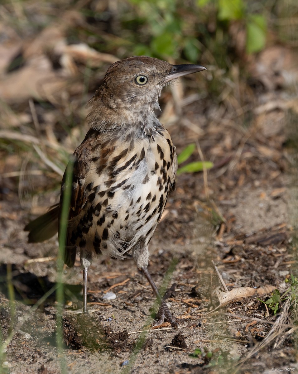 Brown Thrasher - ML609728580