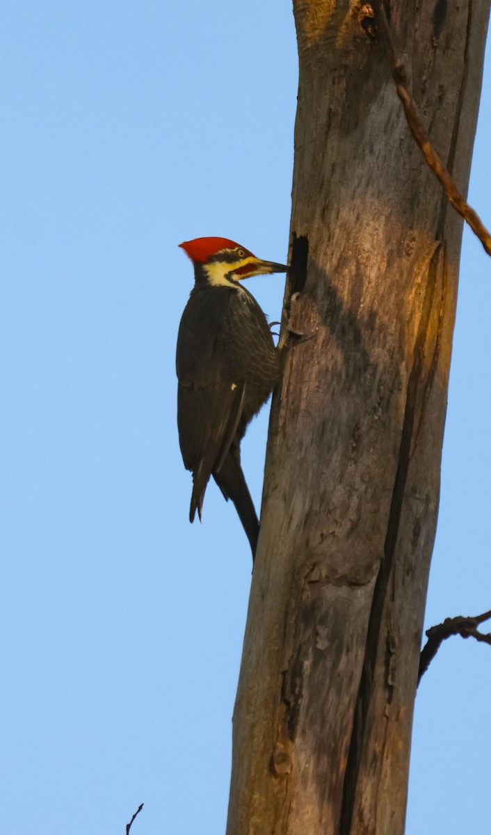Pileated Woodpecker - ML609728583