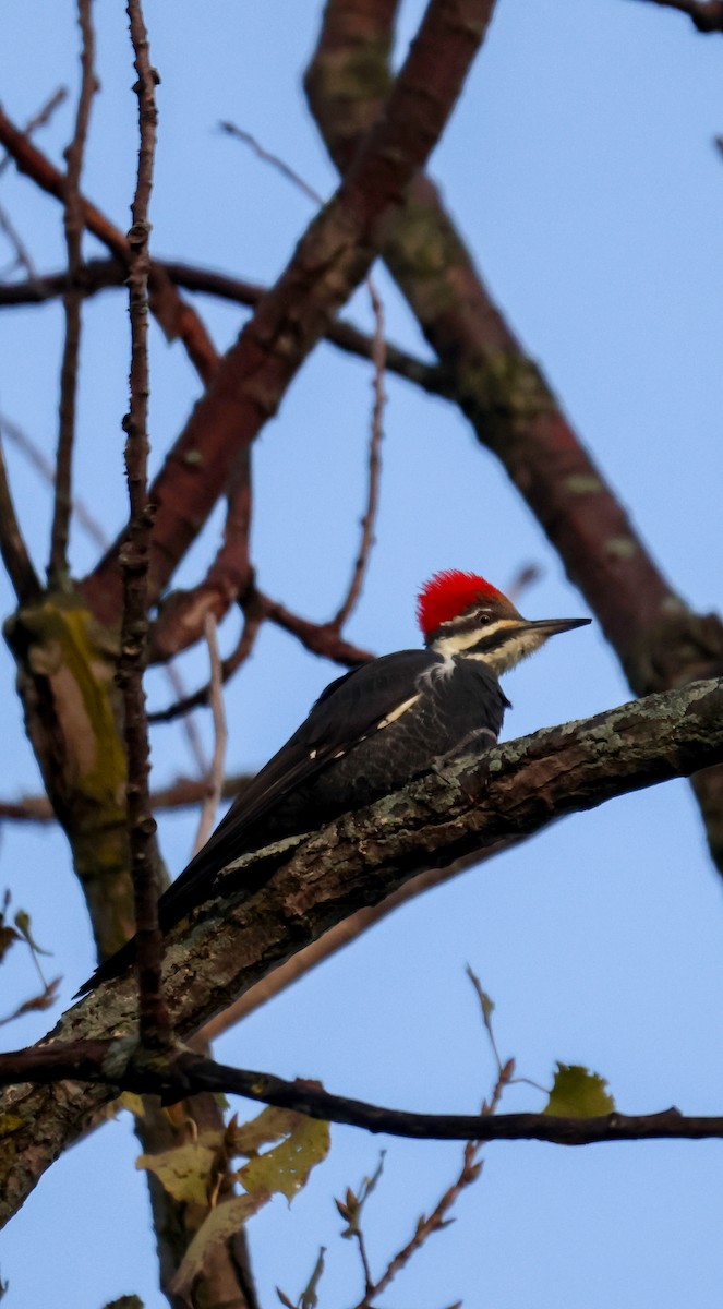 Pileated Woodpecker - ML609728584