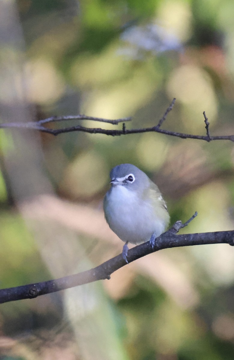 Blue-headed Vireo - ML609728604