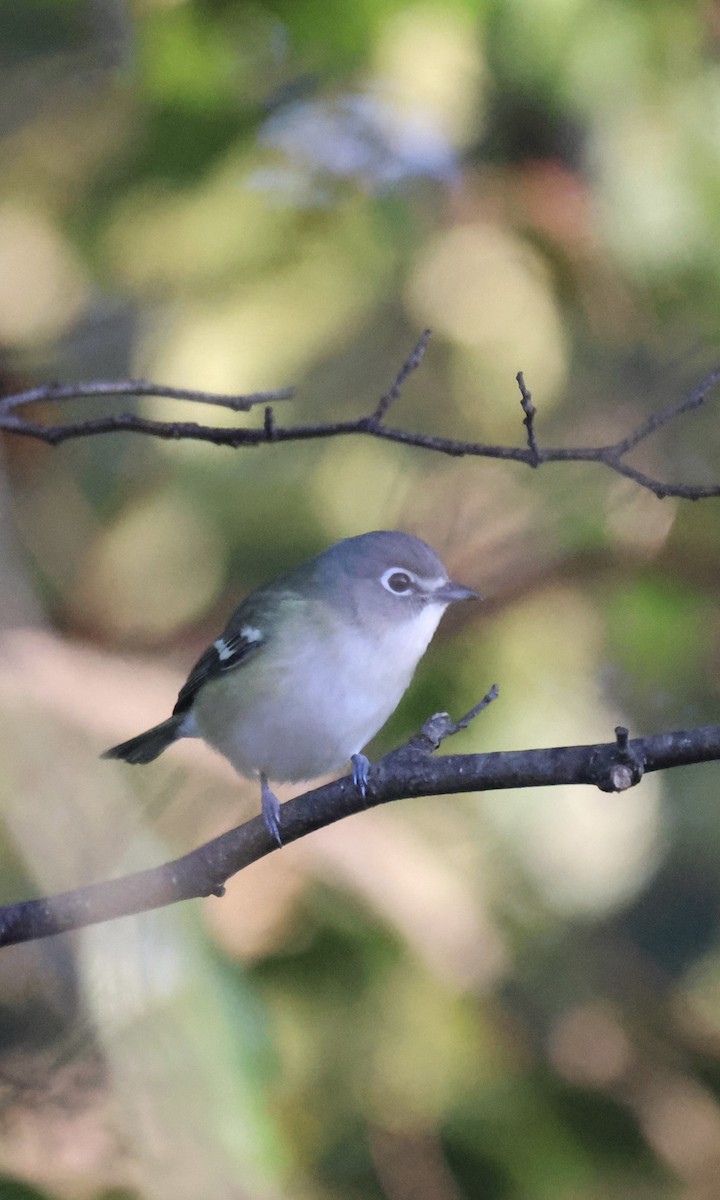 Blue-headed Vireo - ML609728605