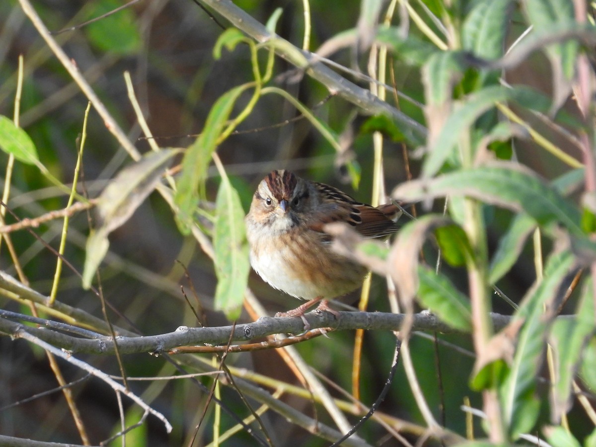 Swamp Sparrow - ML609728611
