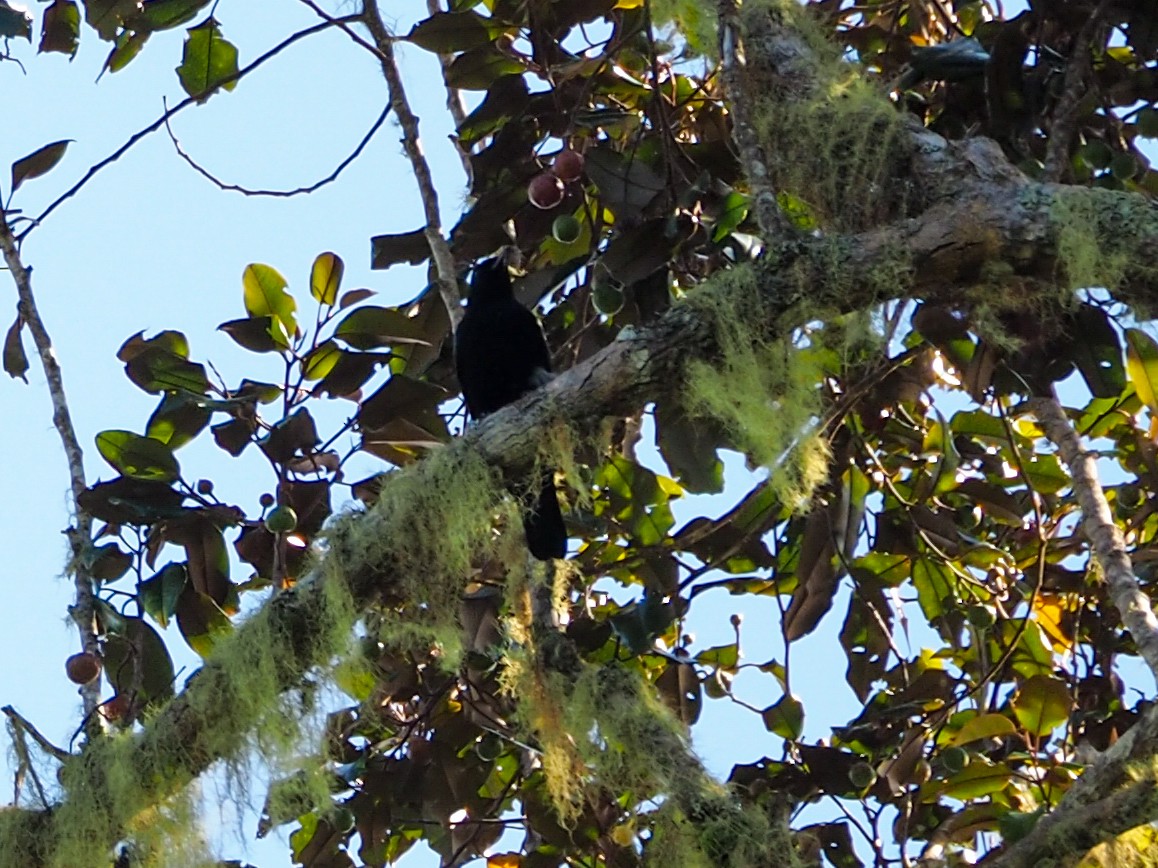 Black-bellied Cicadabird - Anonymous