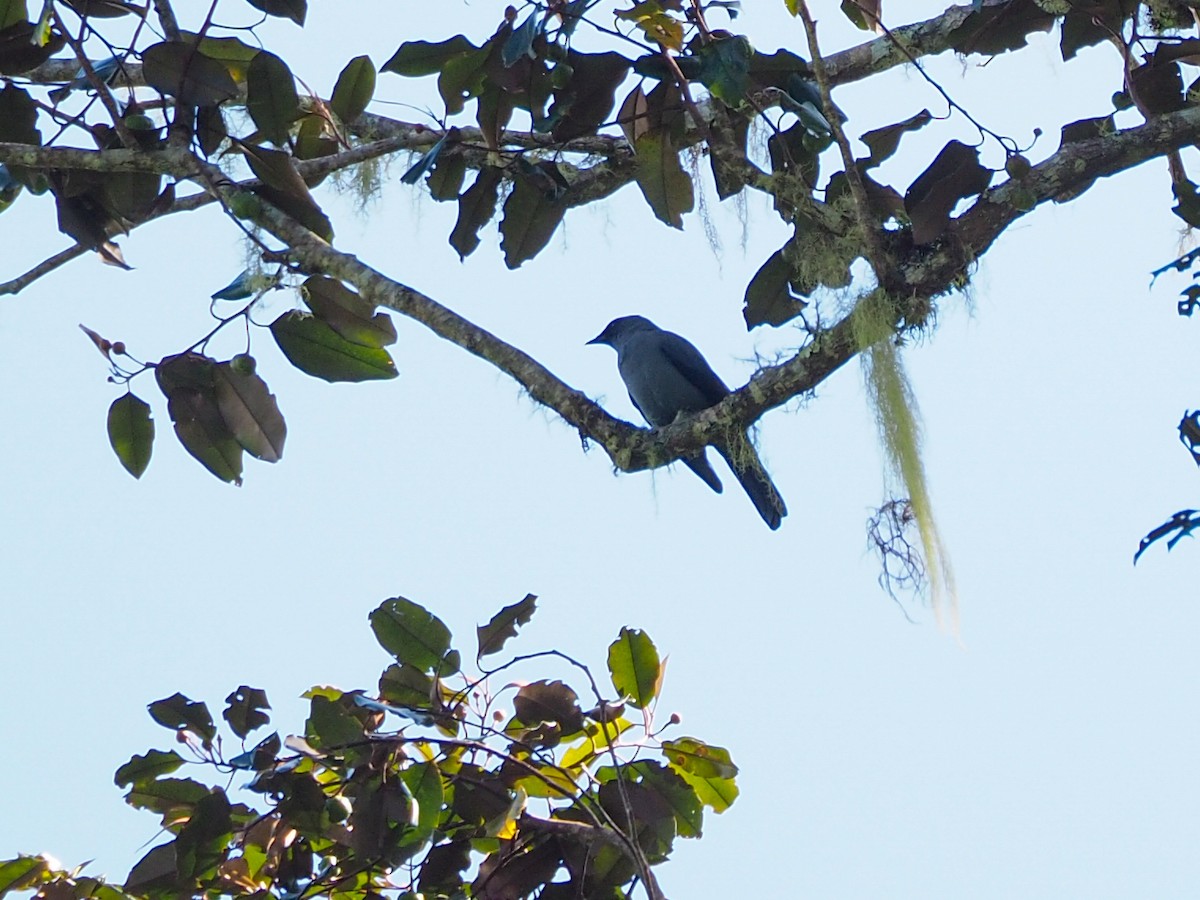 Black-bellied Cicadabird - ML609728640