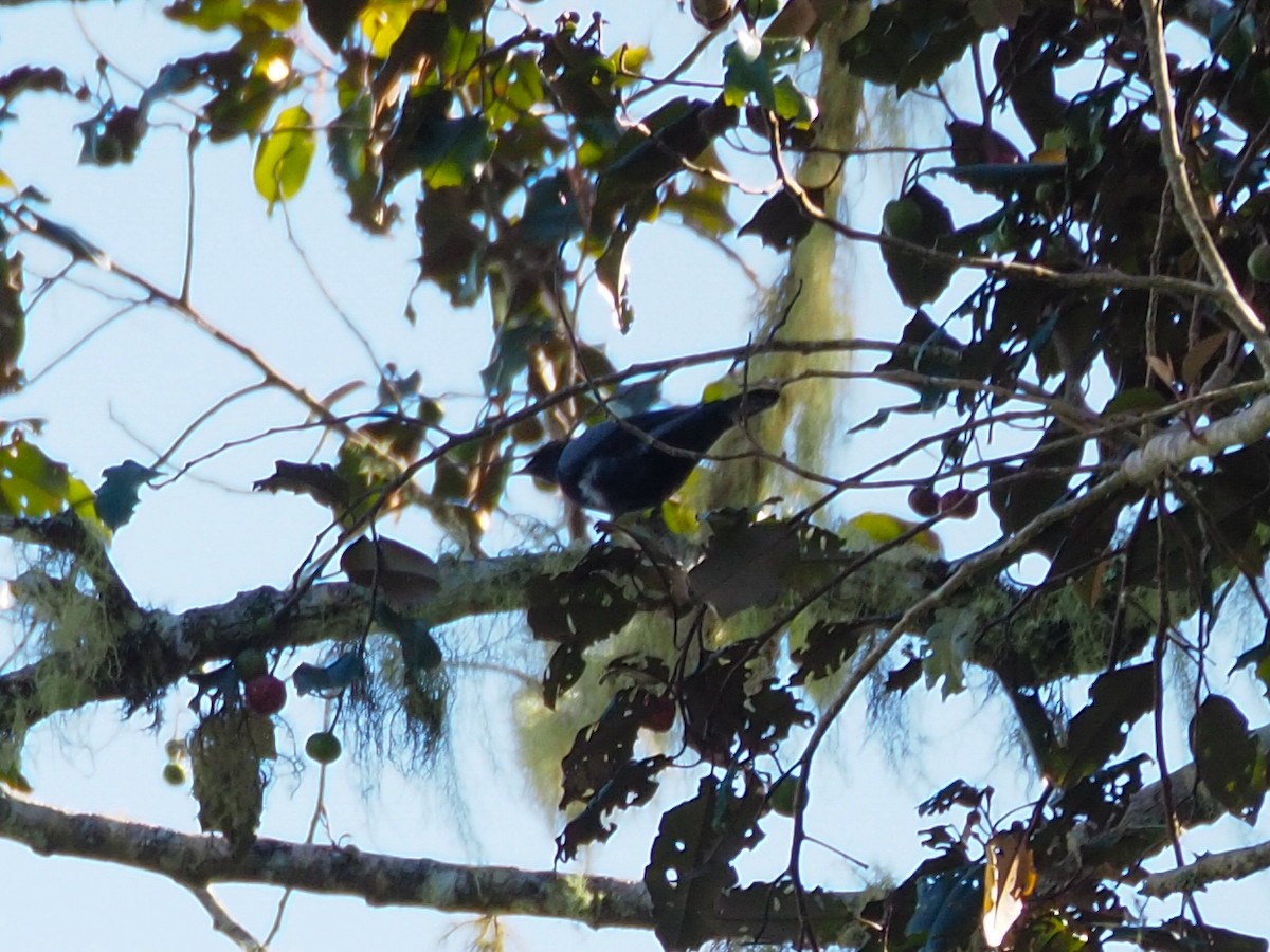 Black-bellied Cicadabird - Anonymous