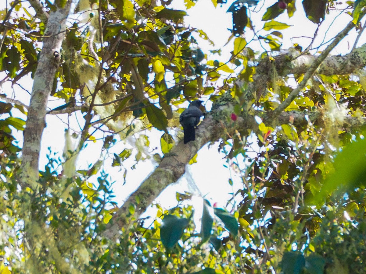 Black-bellied Cicadabird - Anonymous