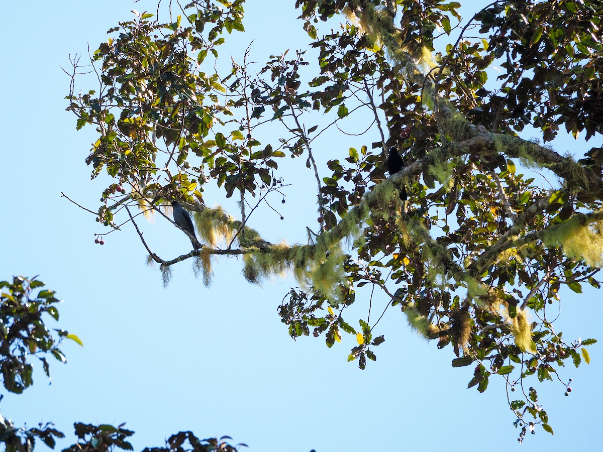 Black-bellied Cicadabird - ML609728643