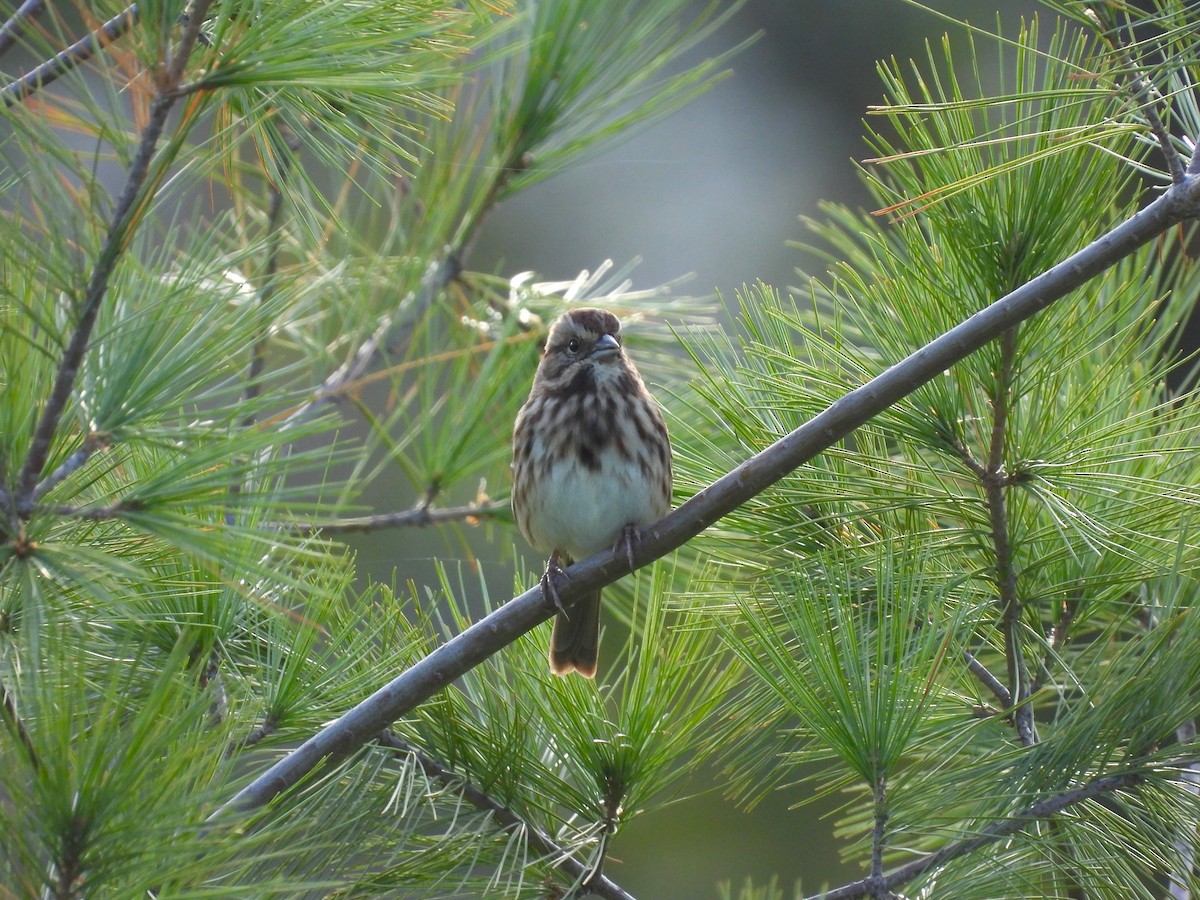 Song Sparrow - ML609728645