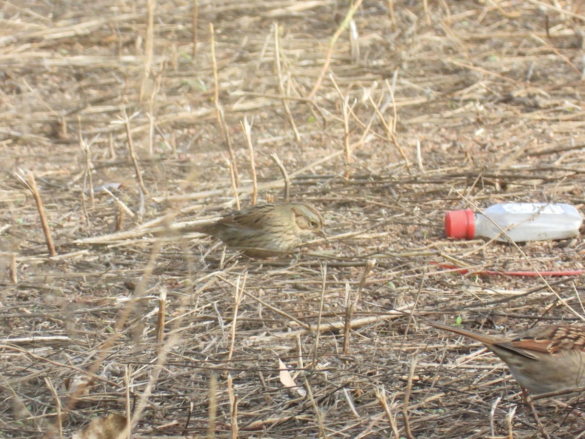 Lincoln's Sparrow - ML609728721