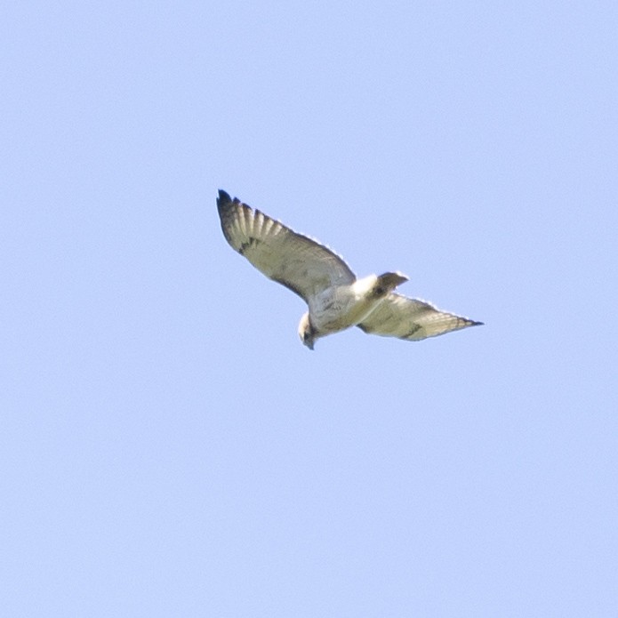 Red-tailed Hawk - ML609728742