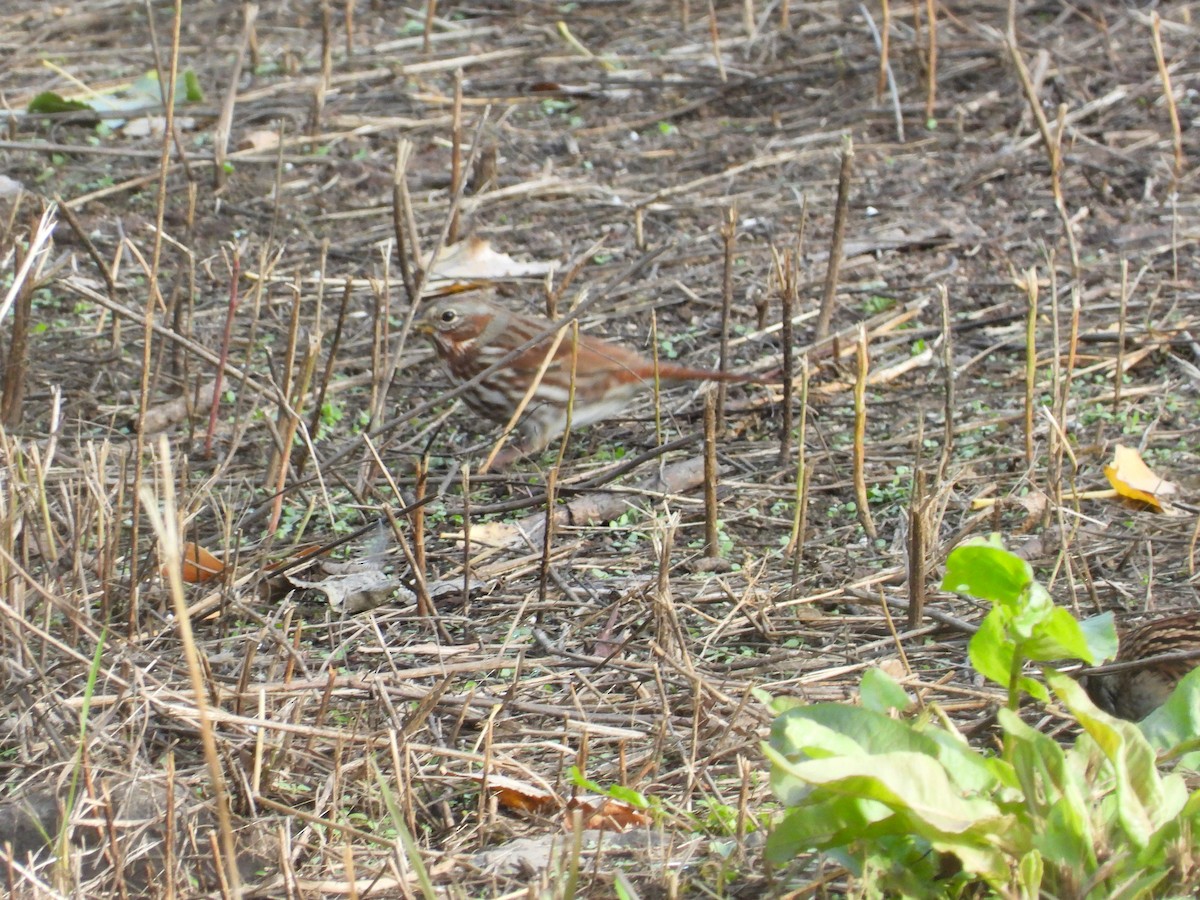 Fox Sparrow - ML609728780
