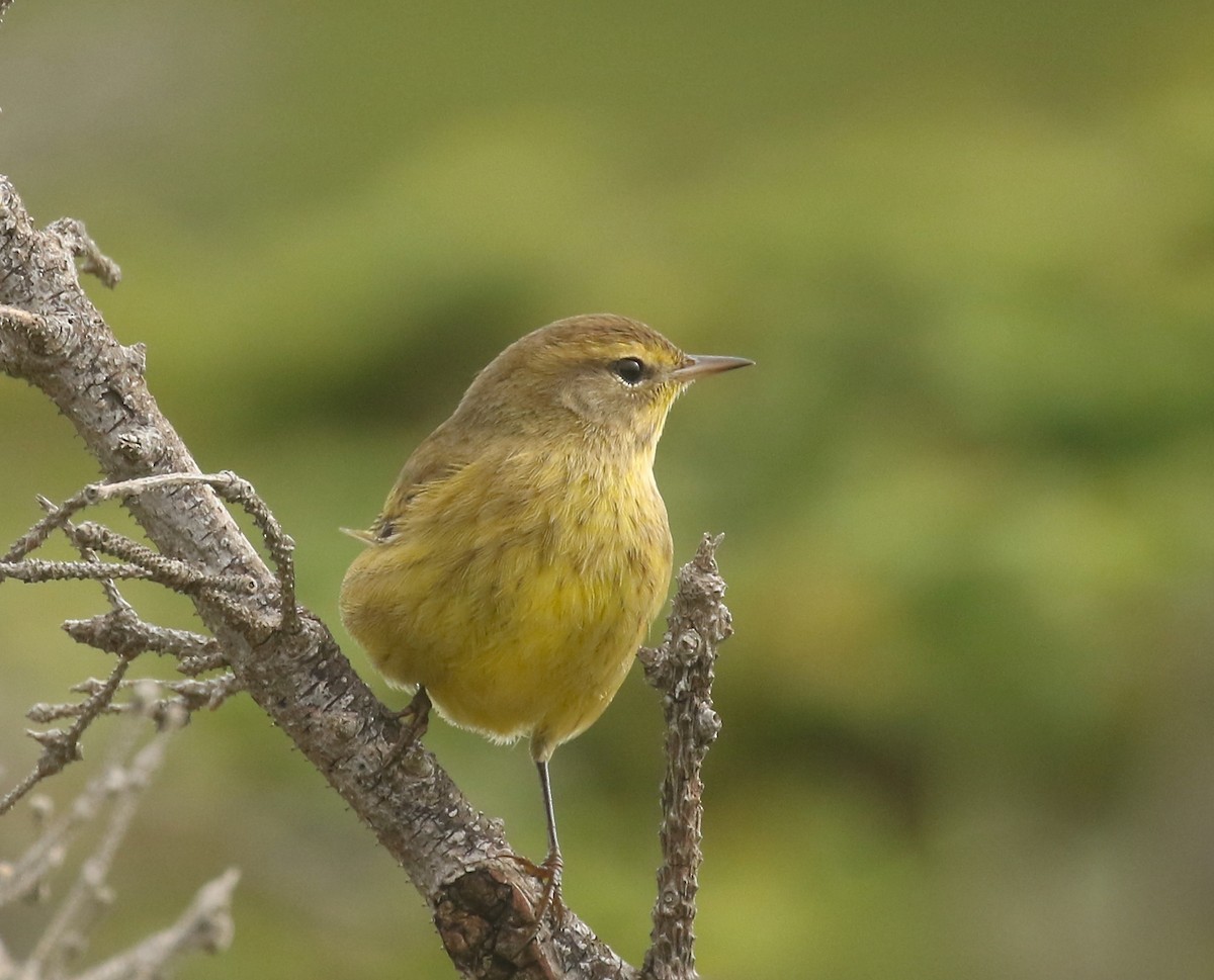 Palm Warbler - ML609728797