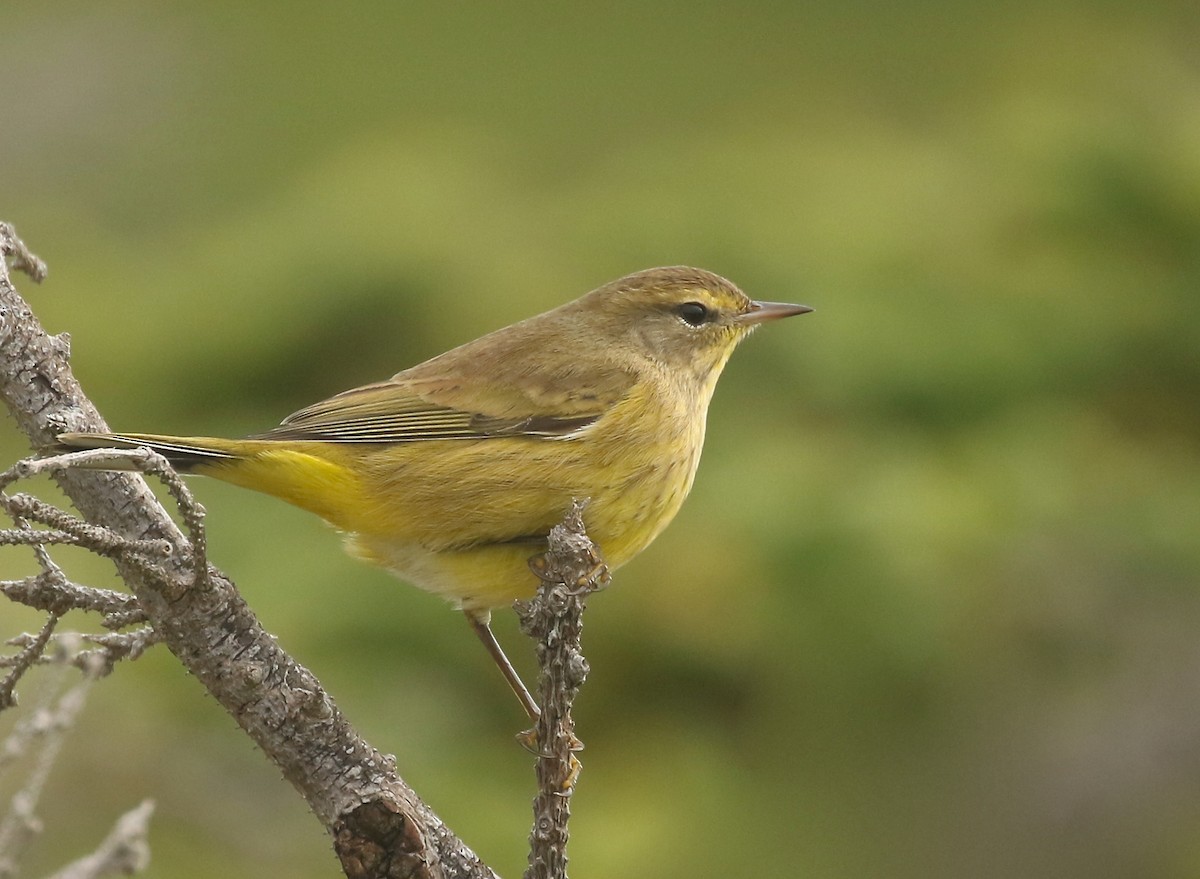 Palm Warbler - ML609728798