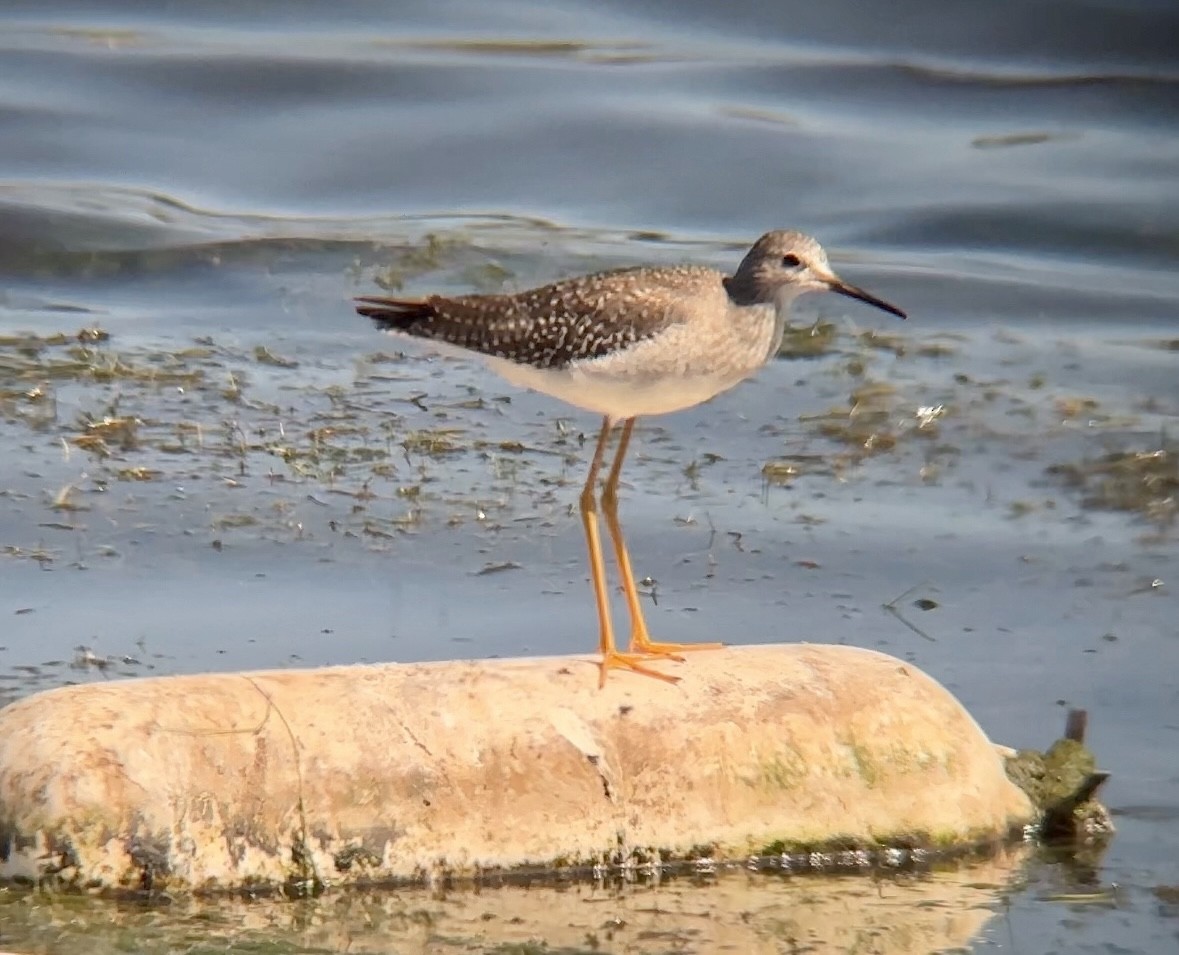 Lesser Yellowlegs - ML609728845