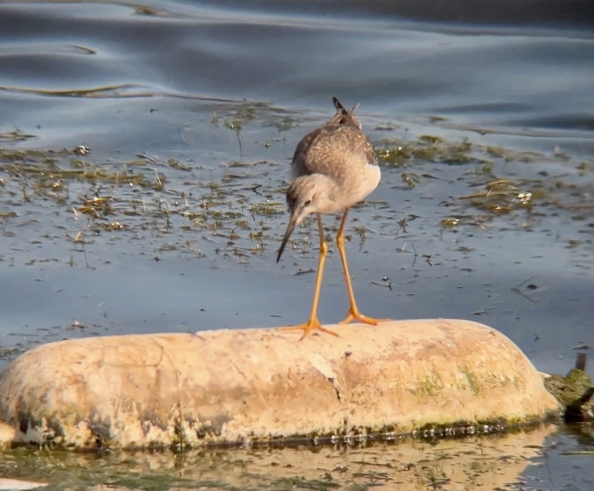 Lesser Yellowlegs - ML609728846