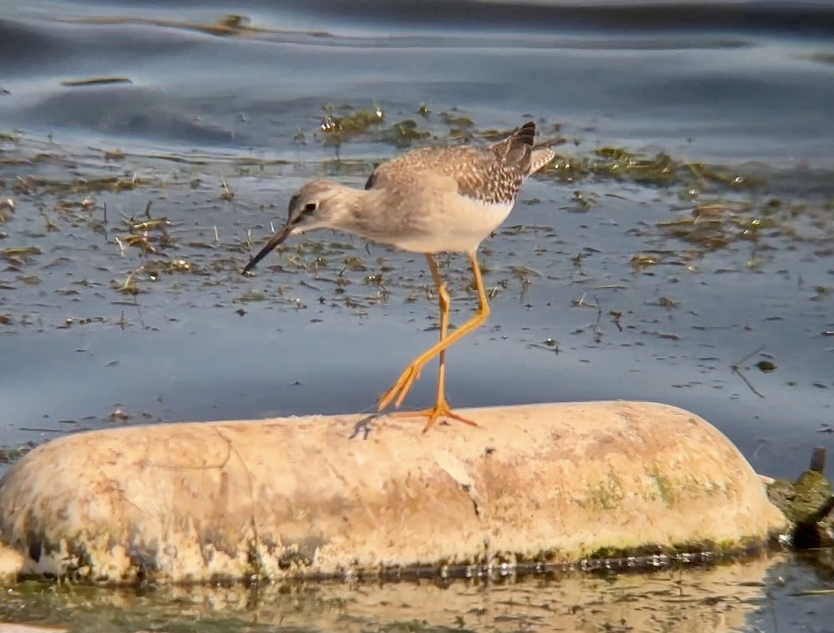Lesser Yellowlegs - ML609728847