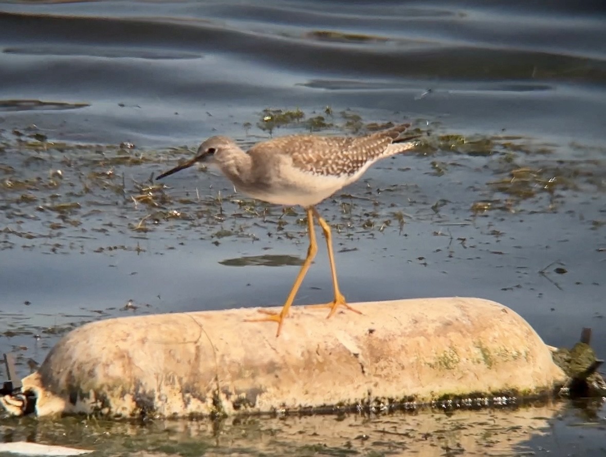 Lesser Yellowlegs - ML609728848
