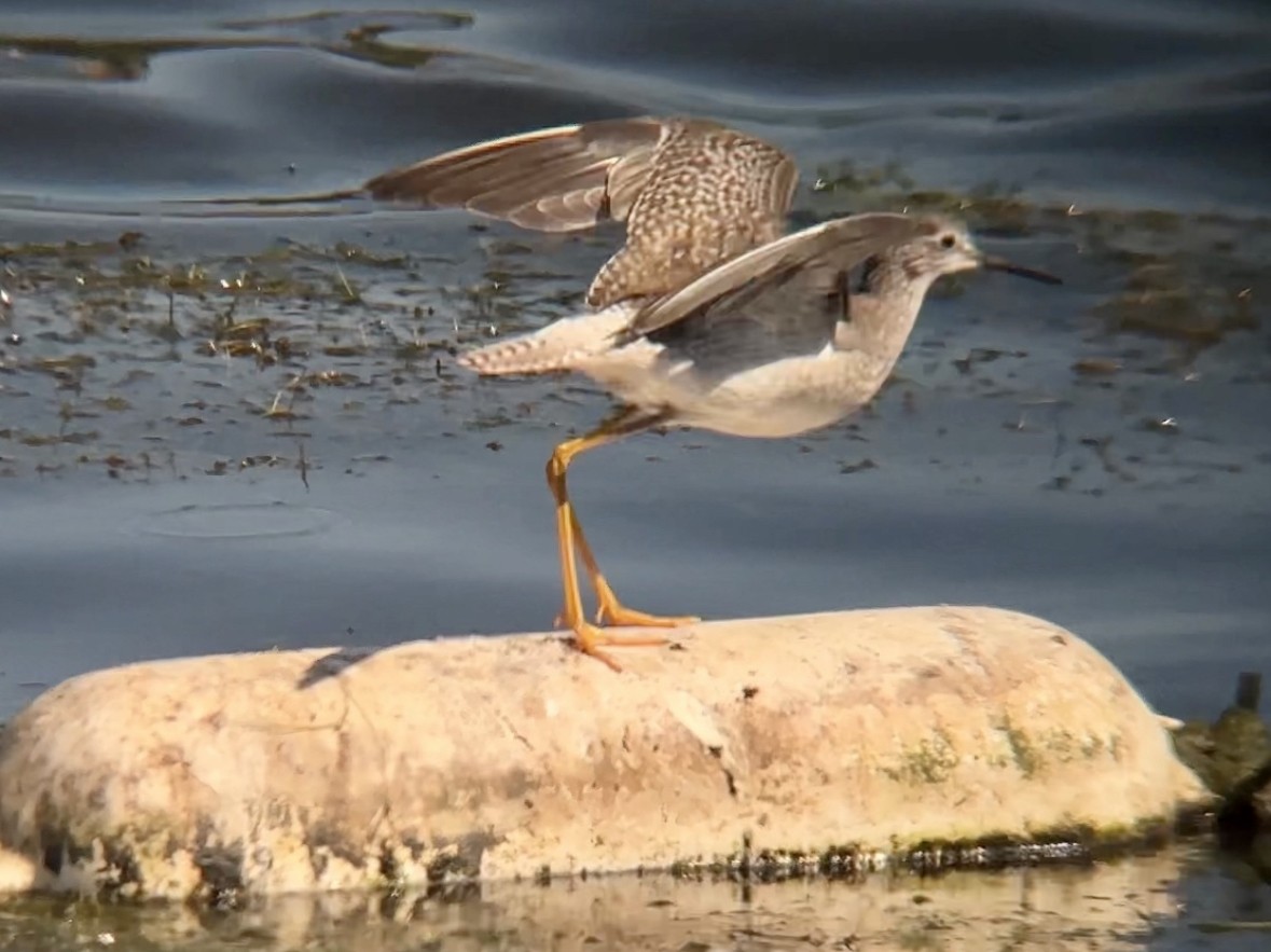 Lesser Yellowlegs - ML609728849