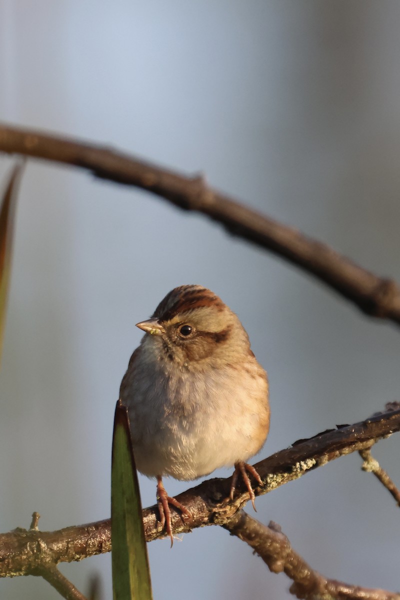 Swamp Sparrow - ML609728941