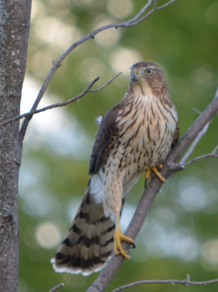 Cooper's Hawk - Paul Messing