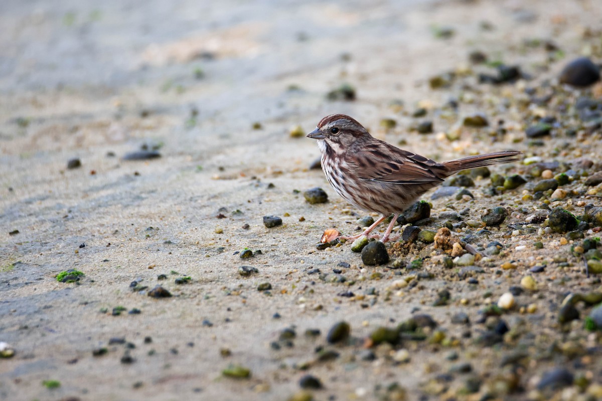 Song Sparrow - ML609728980