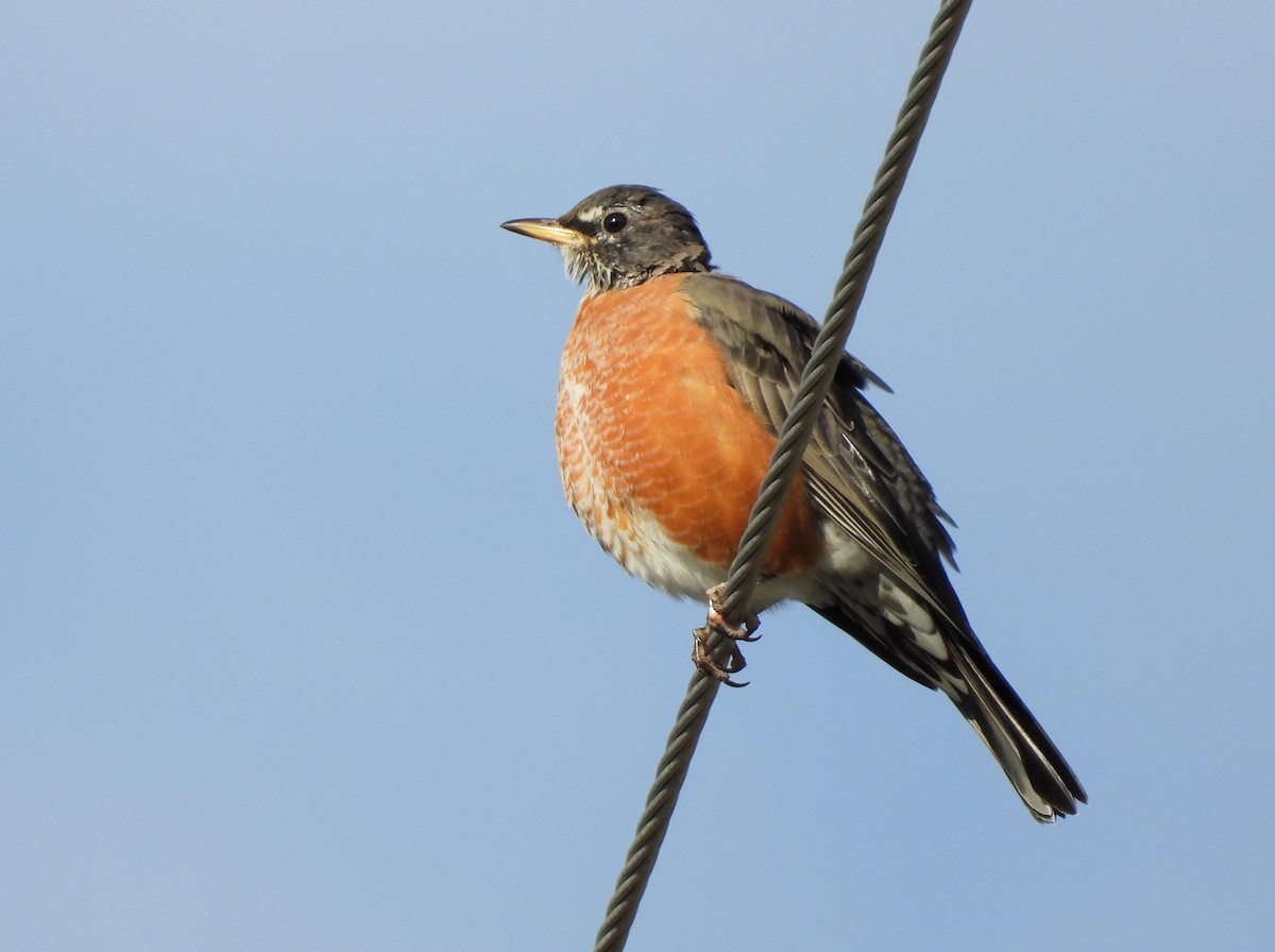 American Robin - ML609728985