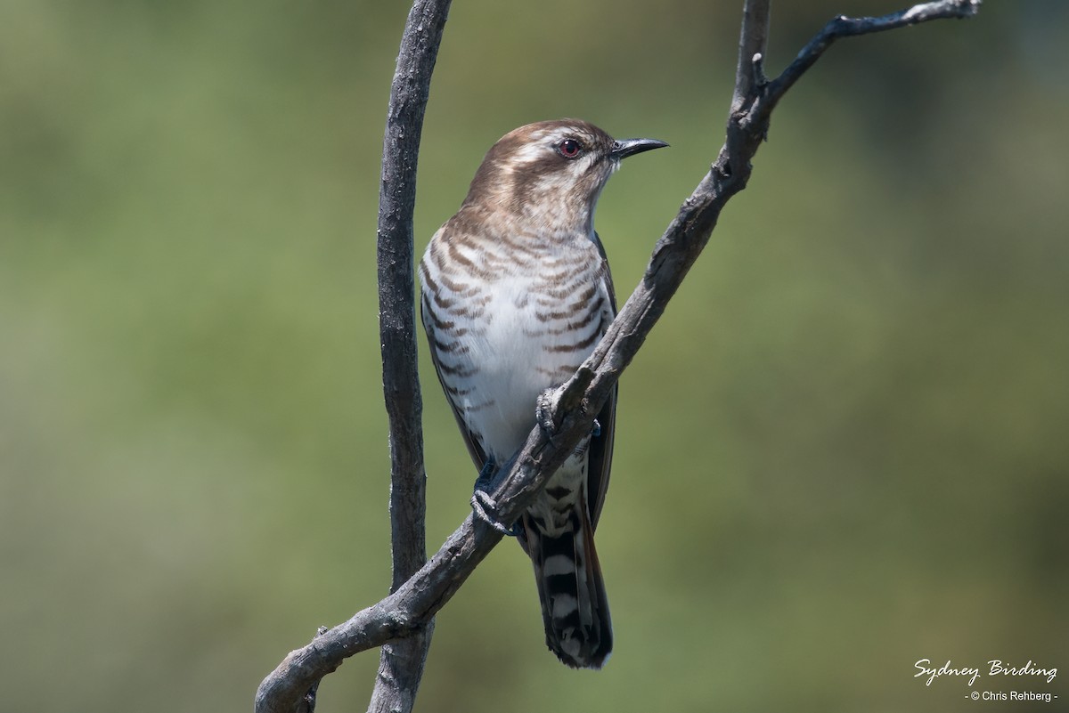 Horsfield's Bronze-Cuckoo - Chris Rehberg  | Sydney Birding