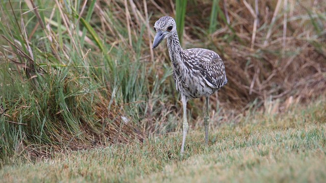 Yellow-crowned Night Heron - ML609729117