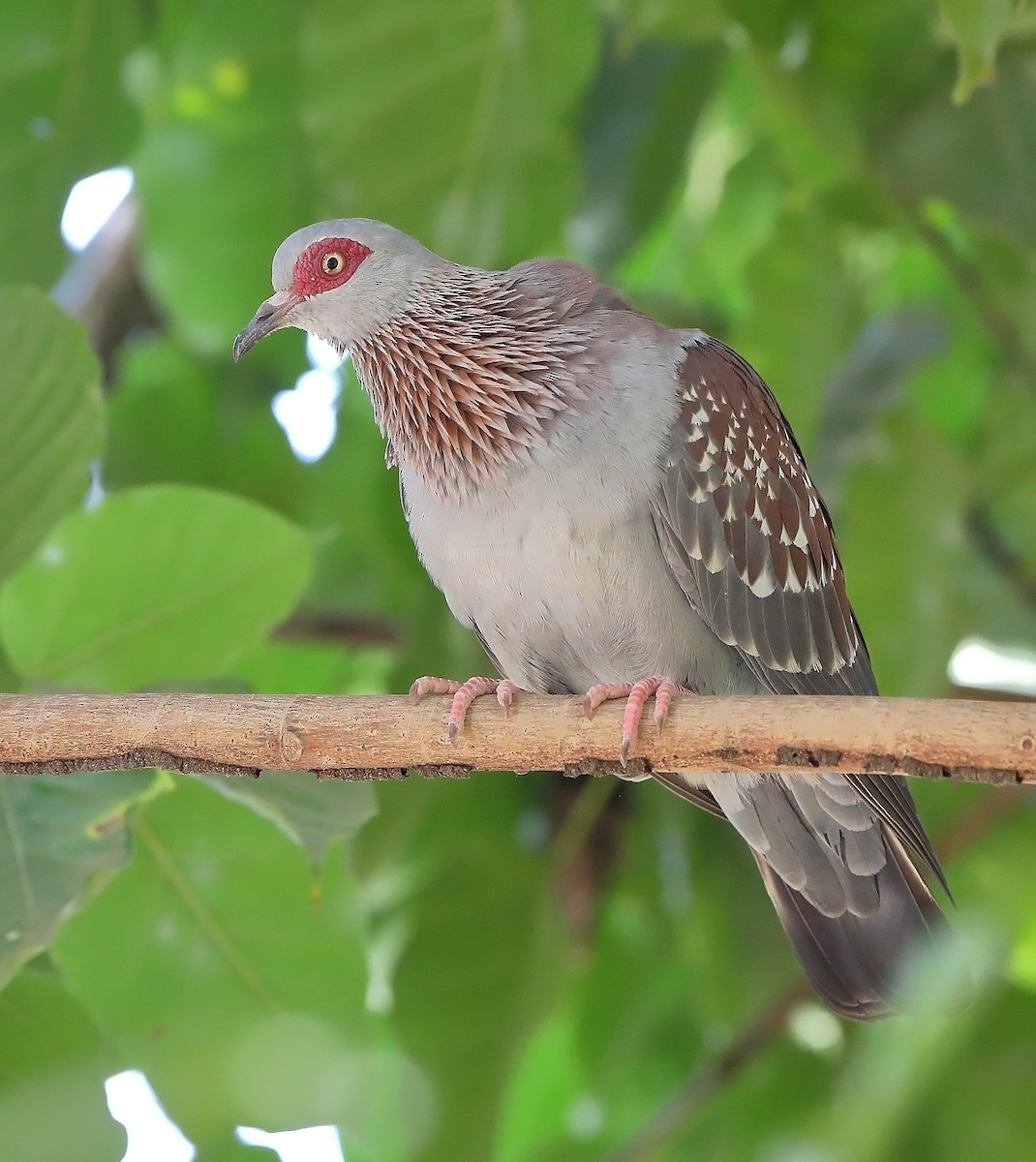Speckled Pigeon - ML609729128