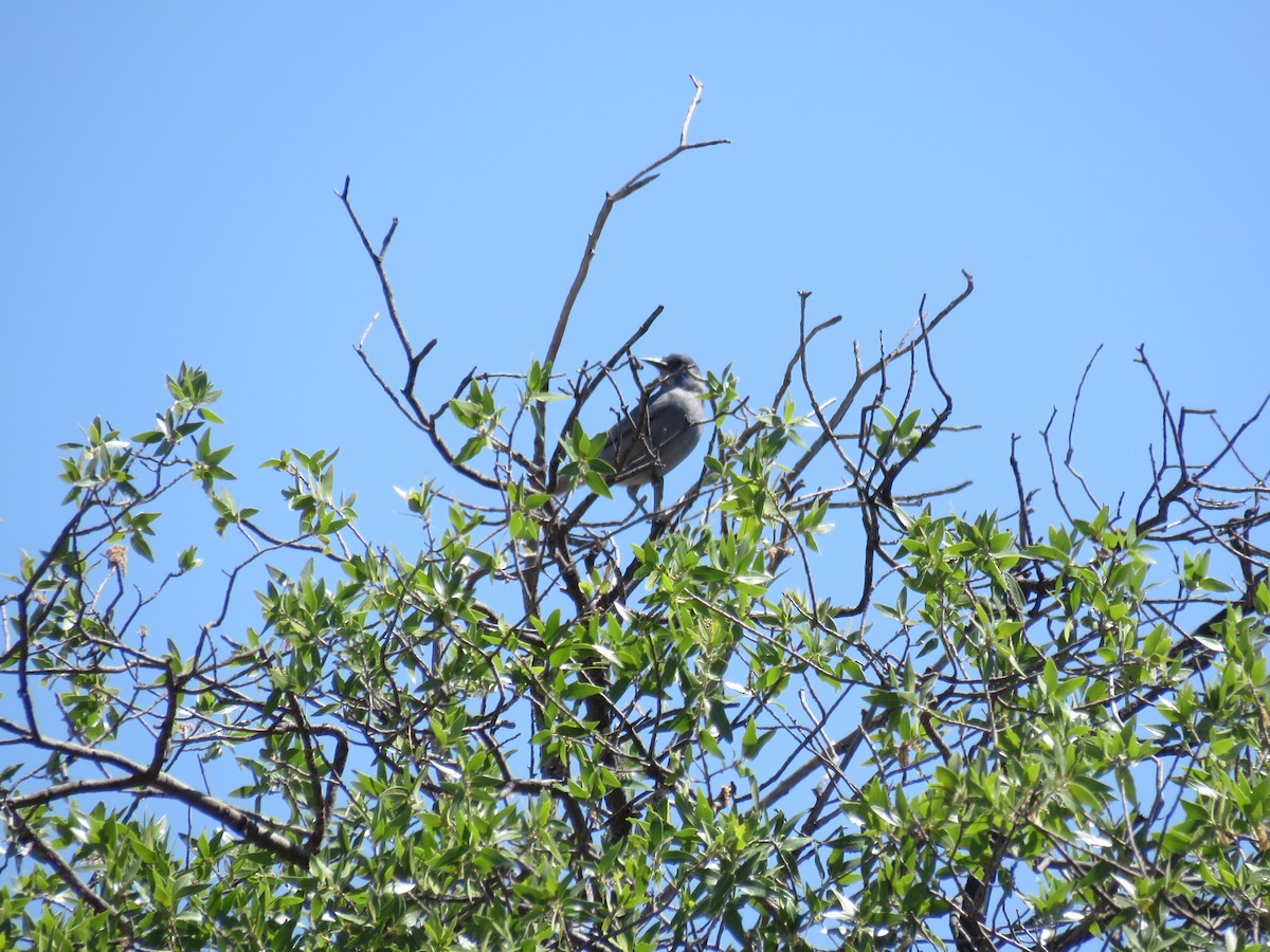 Pinyon Jay - ML609729282