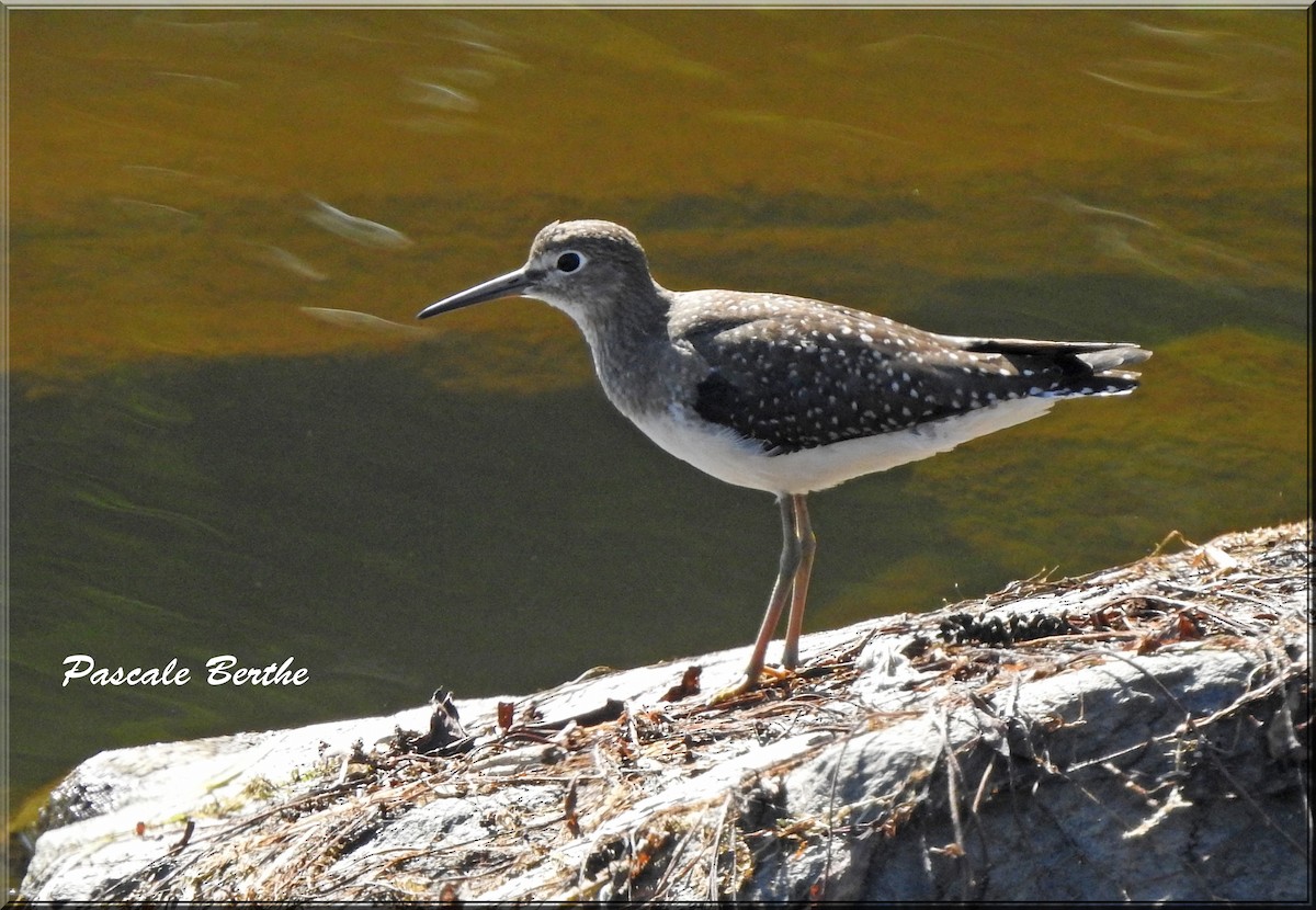 Solitary Sandpiper - ML609729353