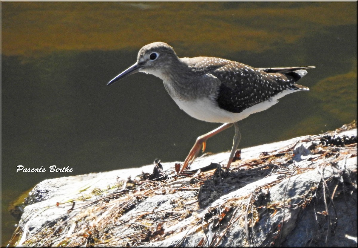 Solitary Sandpiper - ML609729354