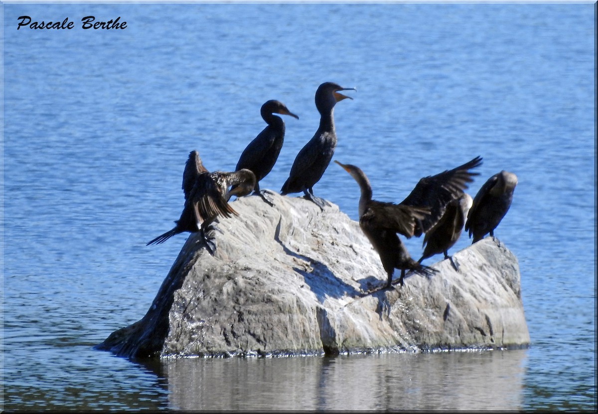 Cormoran à aigrettes - ML609729365