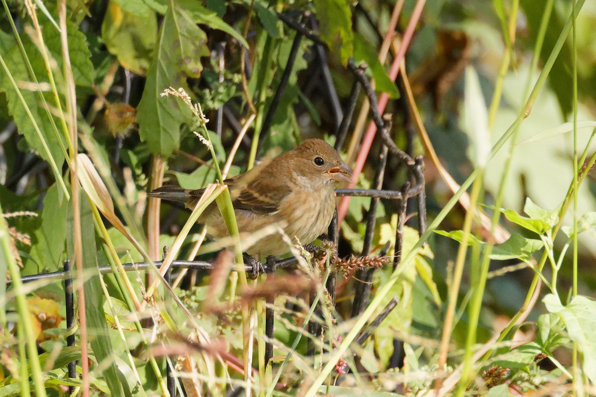 Indigo Bunting - ML609729429