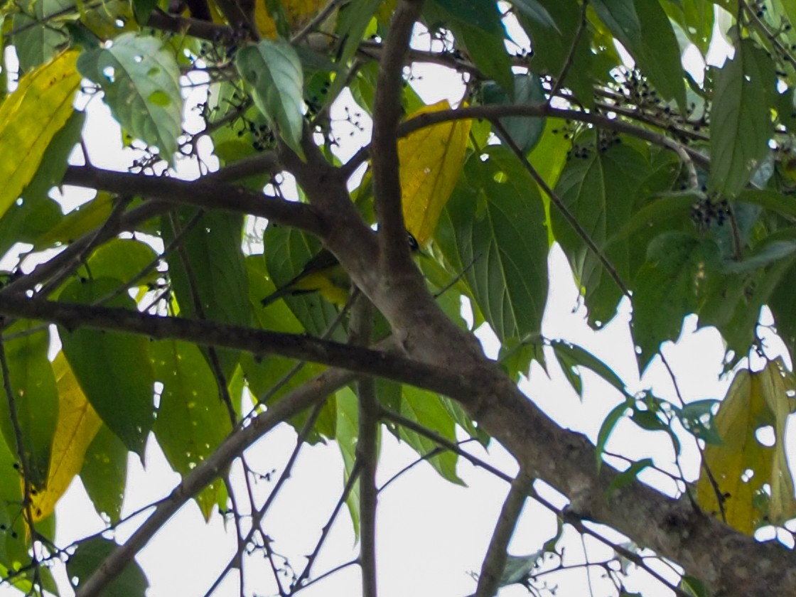 Capped White-eye - Anonymous