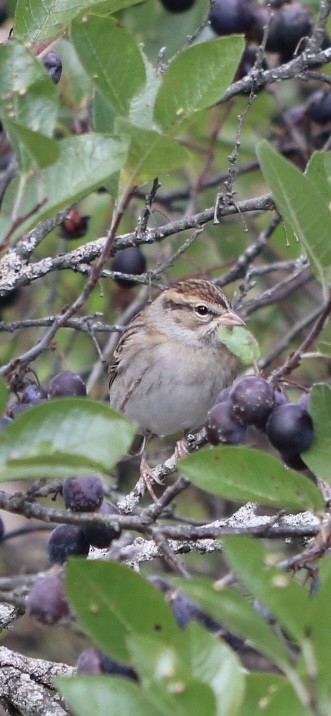 Chipping Sparrow - ML609729513