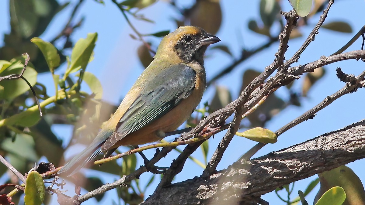 Burnished-buff Tanager - ML609729515