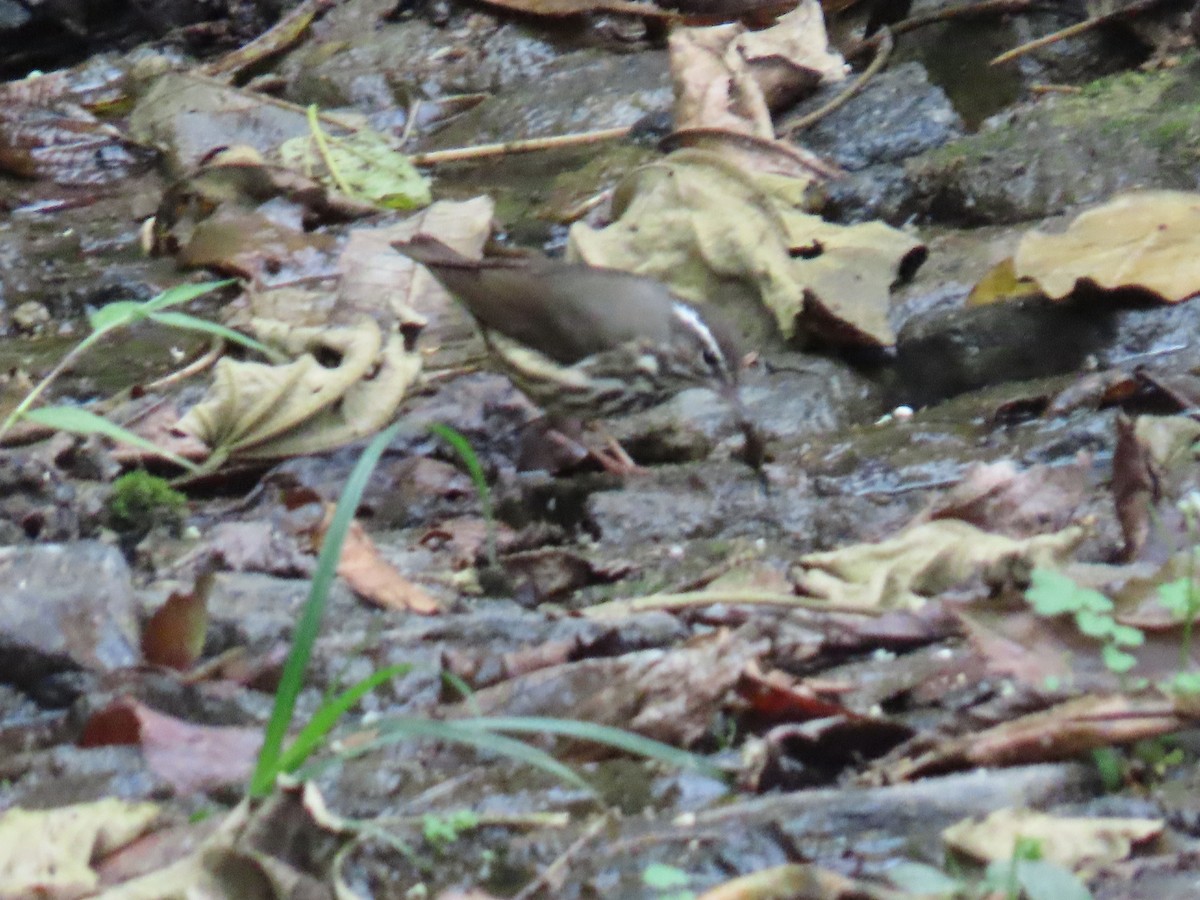 Louisiana Waterthrush - ML609729524