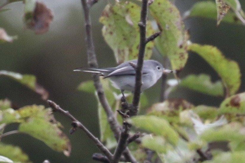 Blue-gray Gnatcatcher - John Lorenc